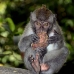monkey_macaque_balinese_mf_ubud_v_1192_bal4910.jpg